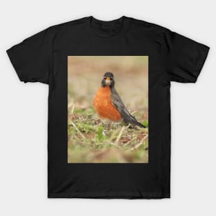 American Robin bird in an open field with out of focus foreground and background T-Shirt